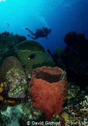 A diver enjoying the sights of Cozumel's Reef system. by David Gilchrist 